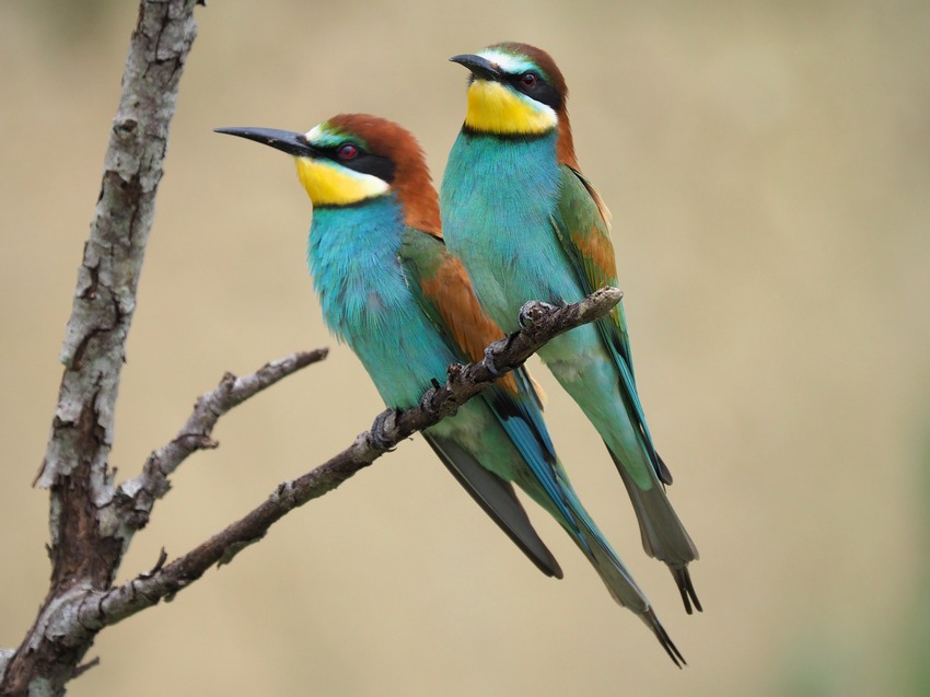 Gruccioni   (Merops apiaster)